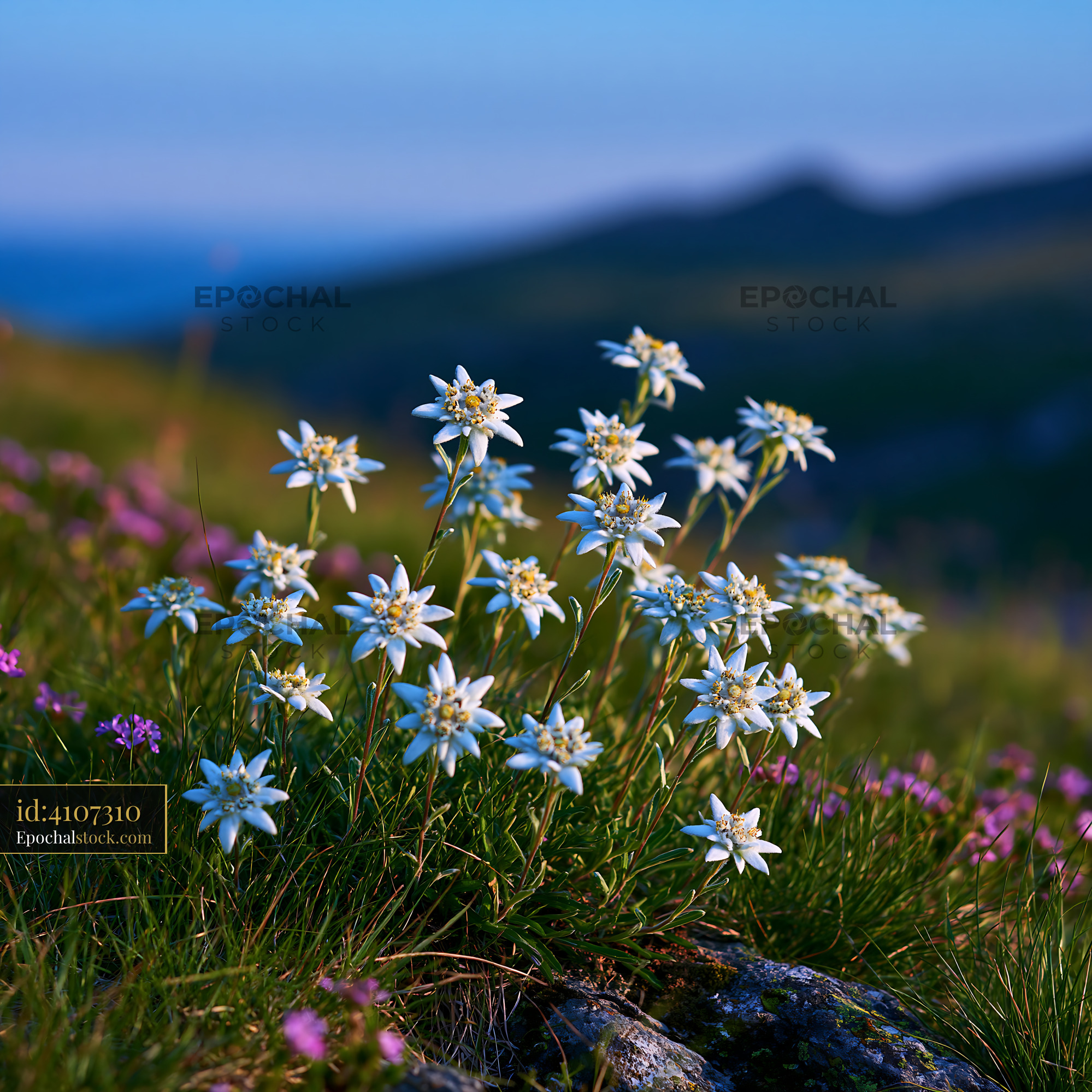 Watermarked full-resolution preview of Wildflowers blooming in a mountain meadow during sunset