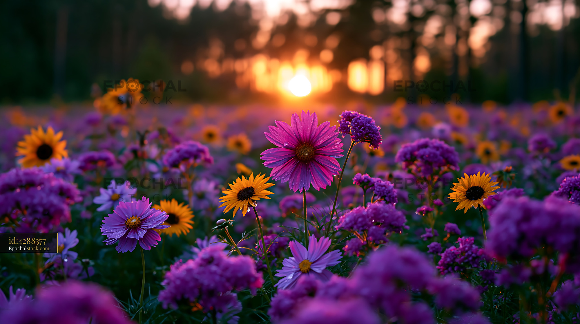 Flowers Bloom in Field During Sunset With Orange Sky - stock photo