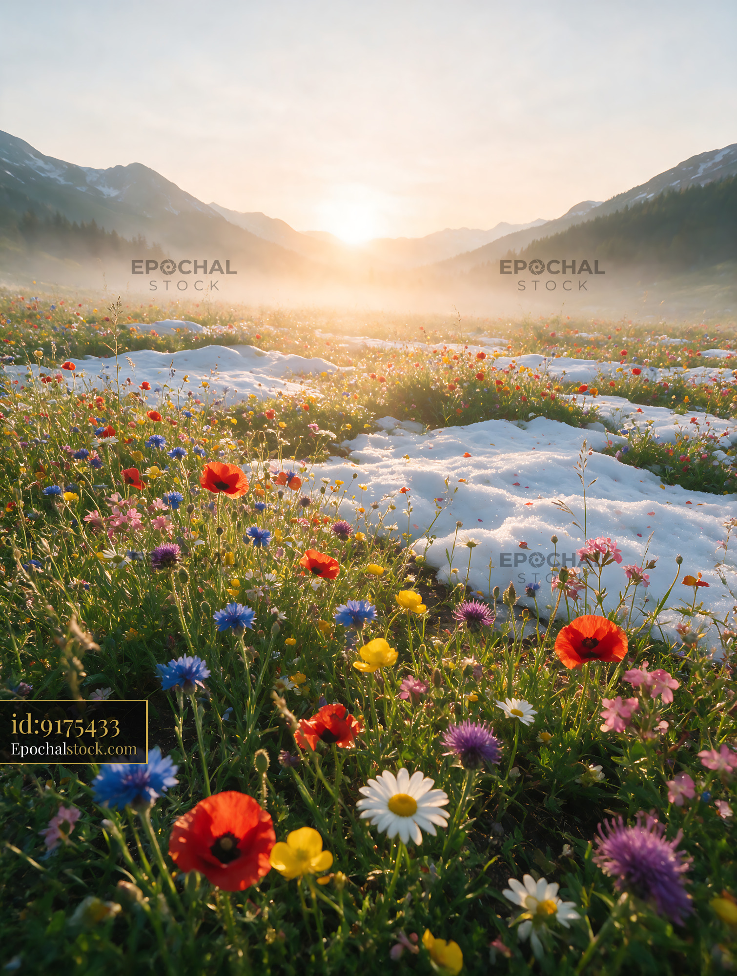 Watermarked full-resolution preview of Sunset over a wildflower meadow with snow in the mountains