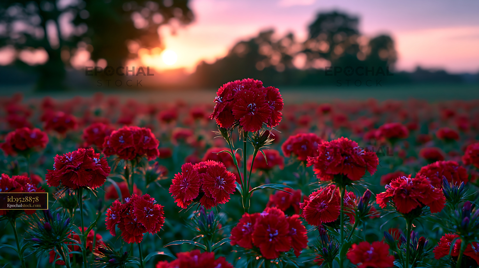 Watermarked full-resolution preview of Field of red flowers at sunset