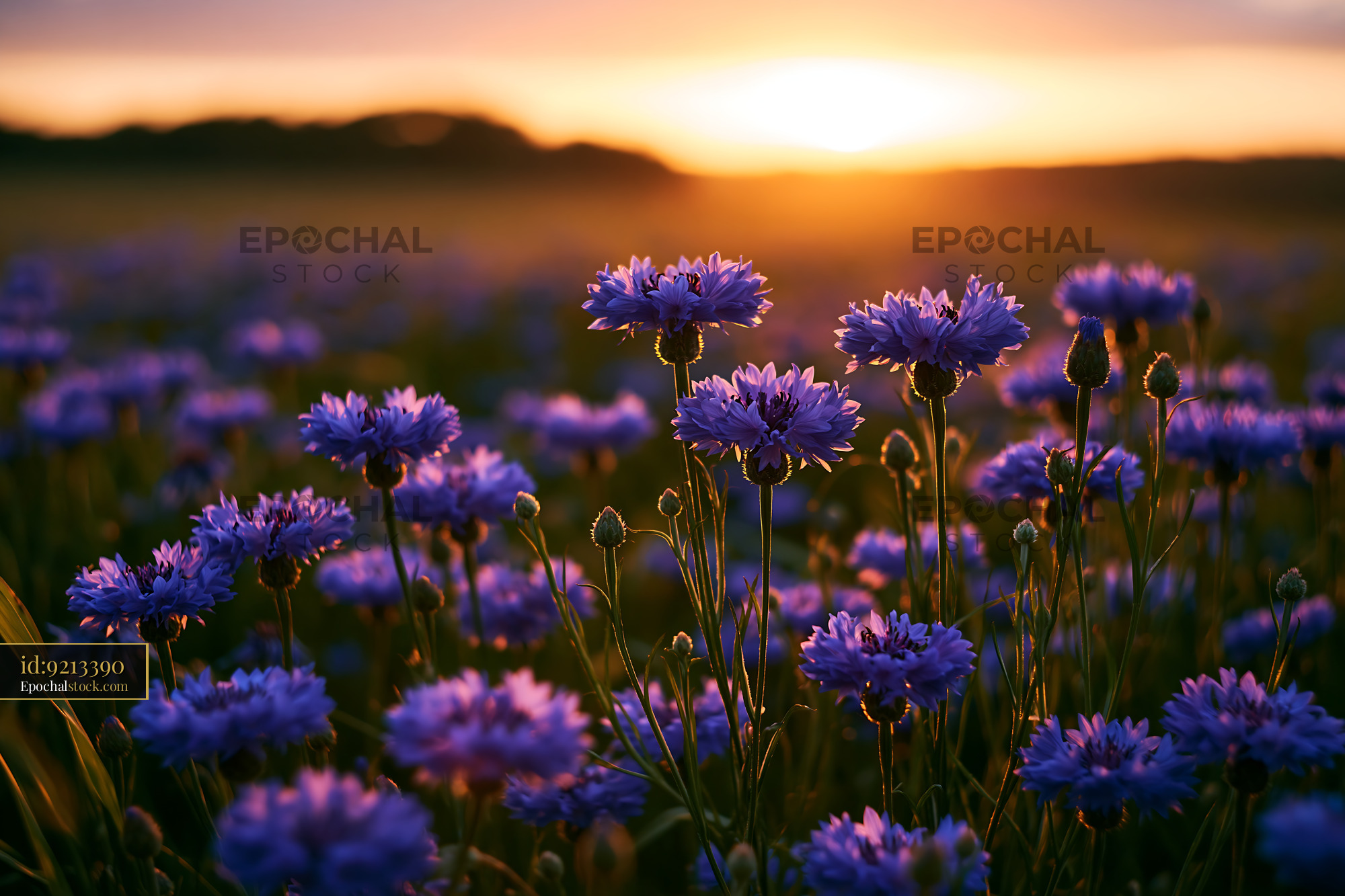 Cornflower Blooms at Sunset in a Meadow - stock photo