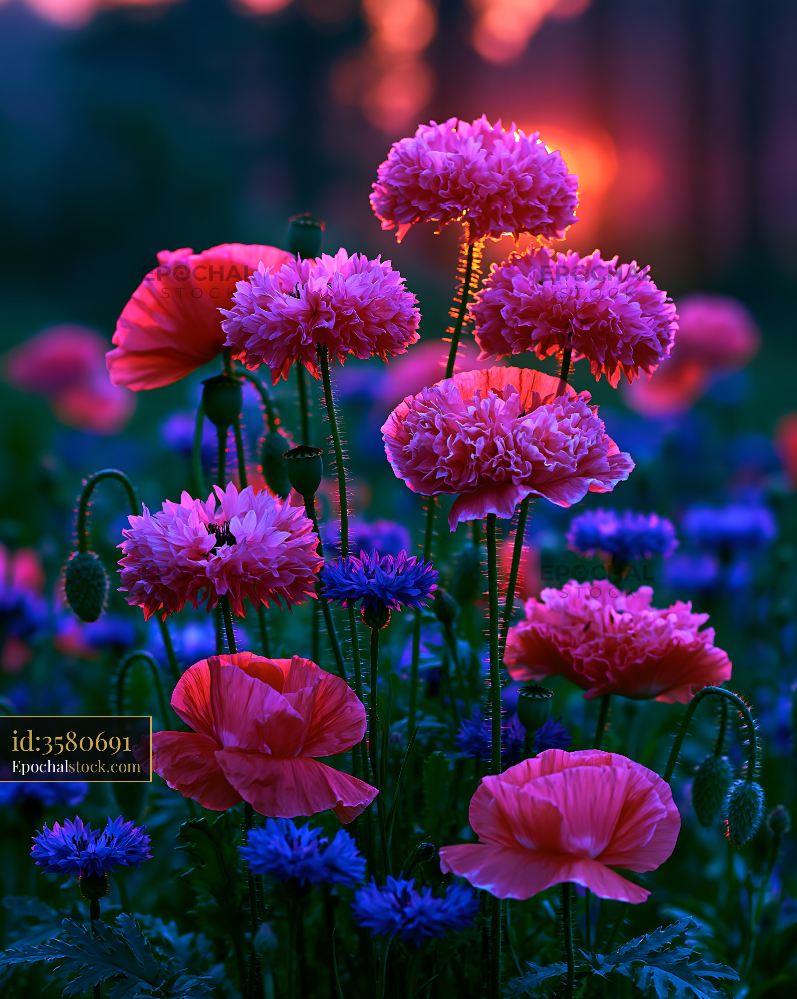 Watermarked full-resolution preview of Colorful flowers bloom at sunset in a vibrant garden