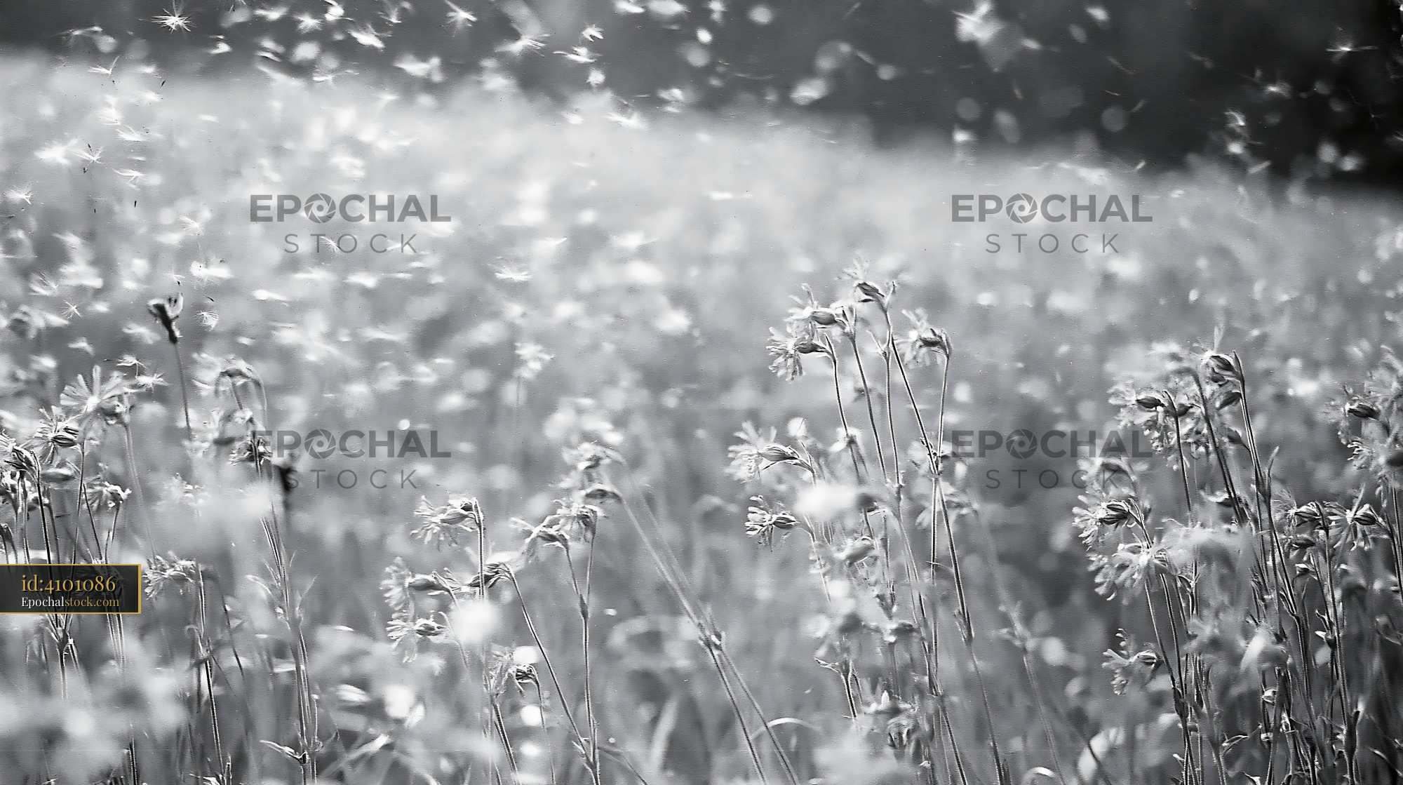 Watermarked full-resolution preview of Black and white field of wildflowers swaying in the wind