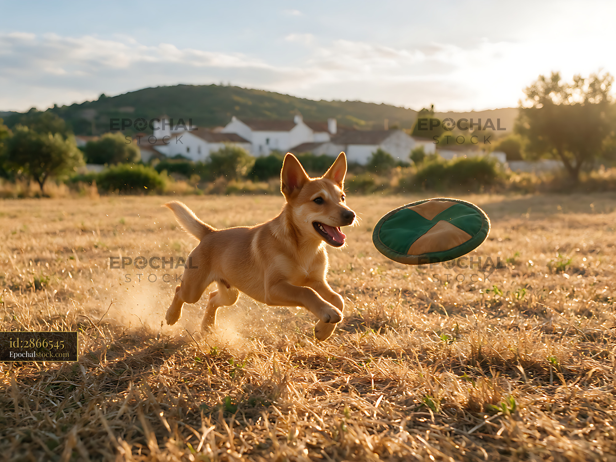 Watermarked full-resolution preview of Happy puppy jumping after a toy outdoors