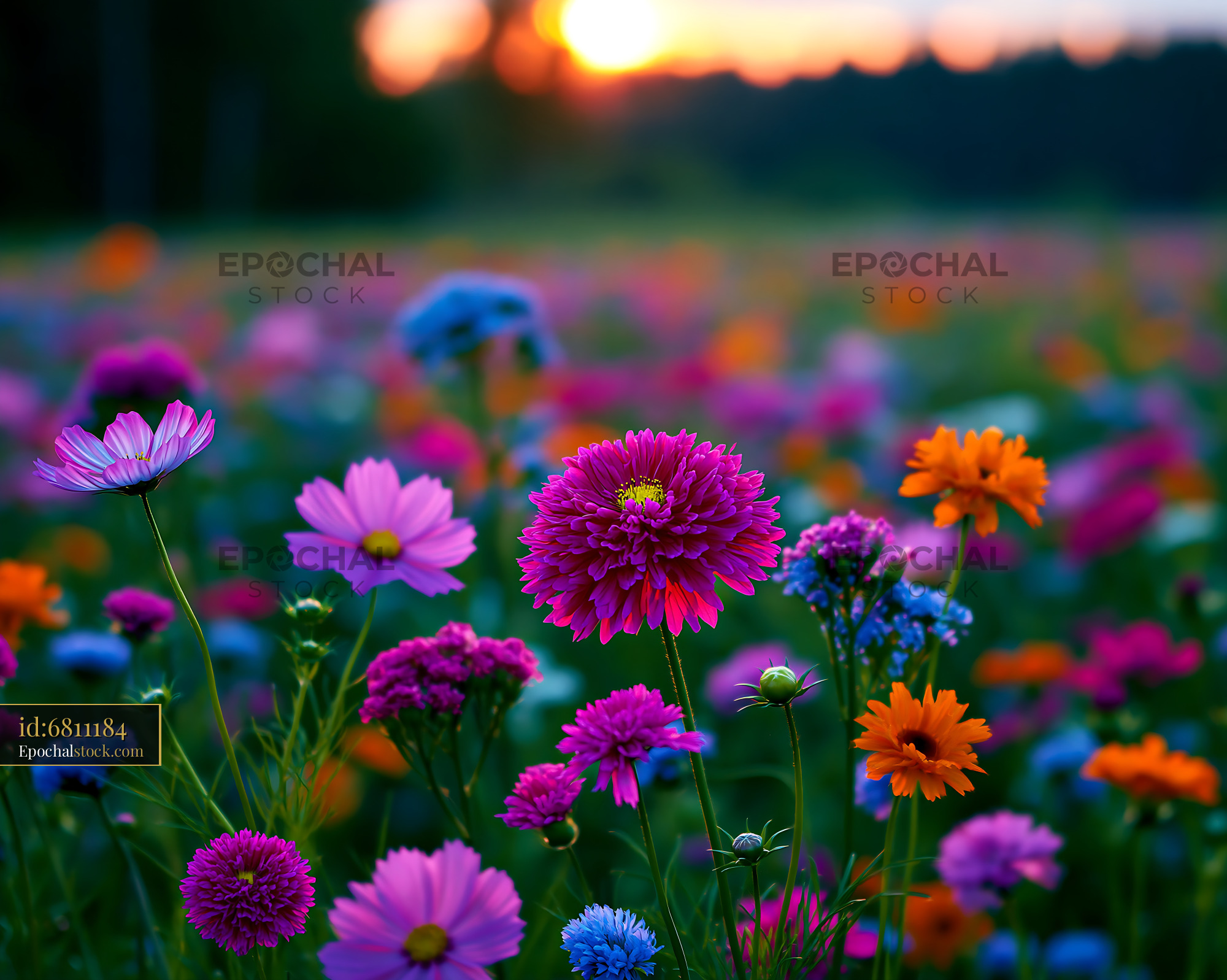 Watermarked full-resolution preview of Colorful wildflowers in a field at sunset