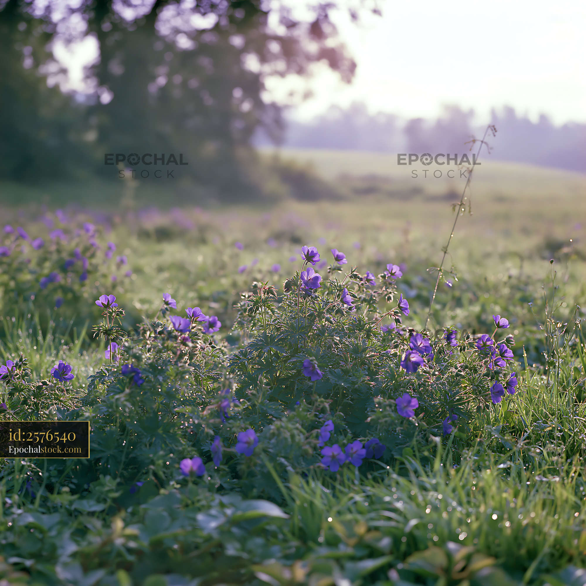 Watermarked full-resolution preview of Purple flowers bloom in a grassy field during early morning