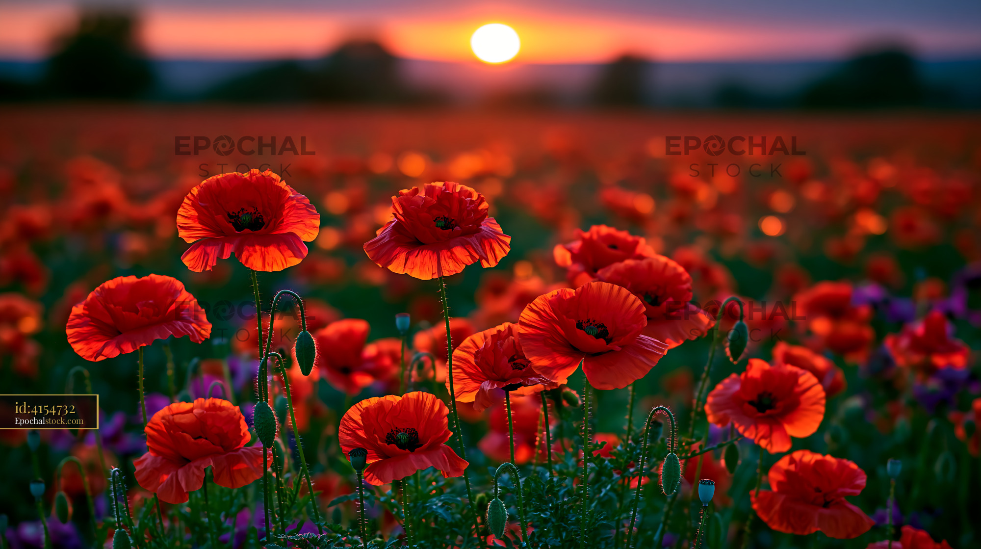 Watermarked full-resolution preview of Vibrant red poppy flowers at sunset in a field