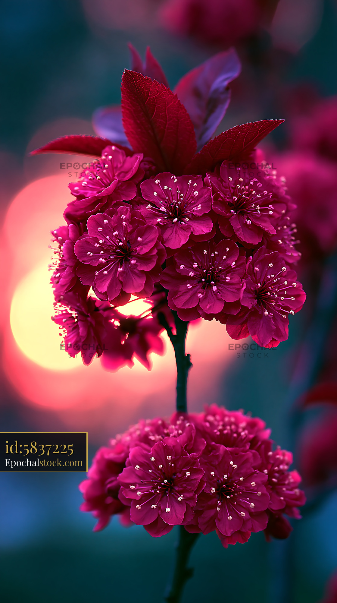 Bright Pink Flowers Bloom on a Branch Near Glowing Background - stock photo