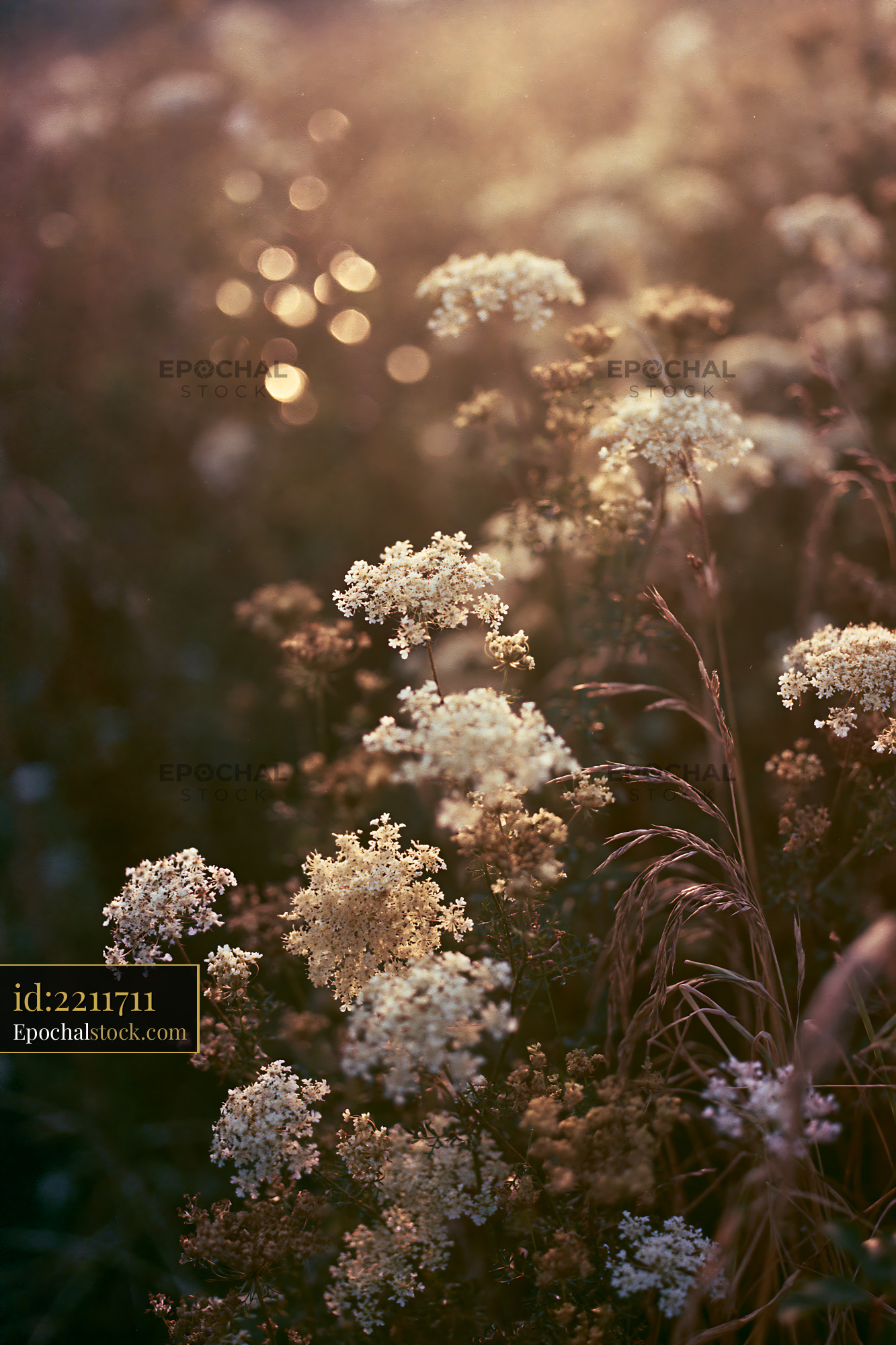 Watermarked full-resolution preview of Golden hour light on wildflowers in a field