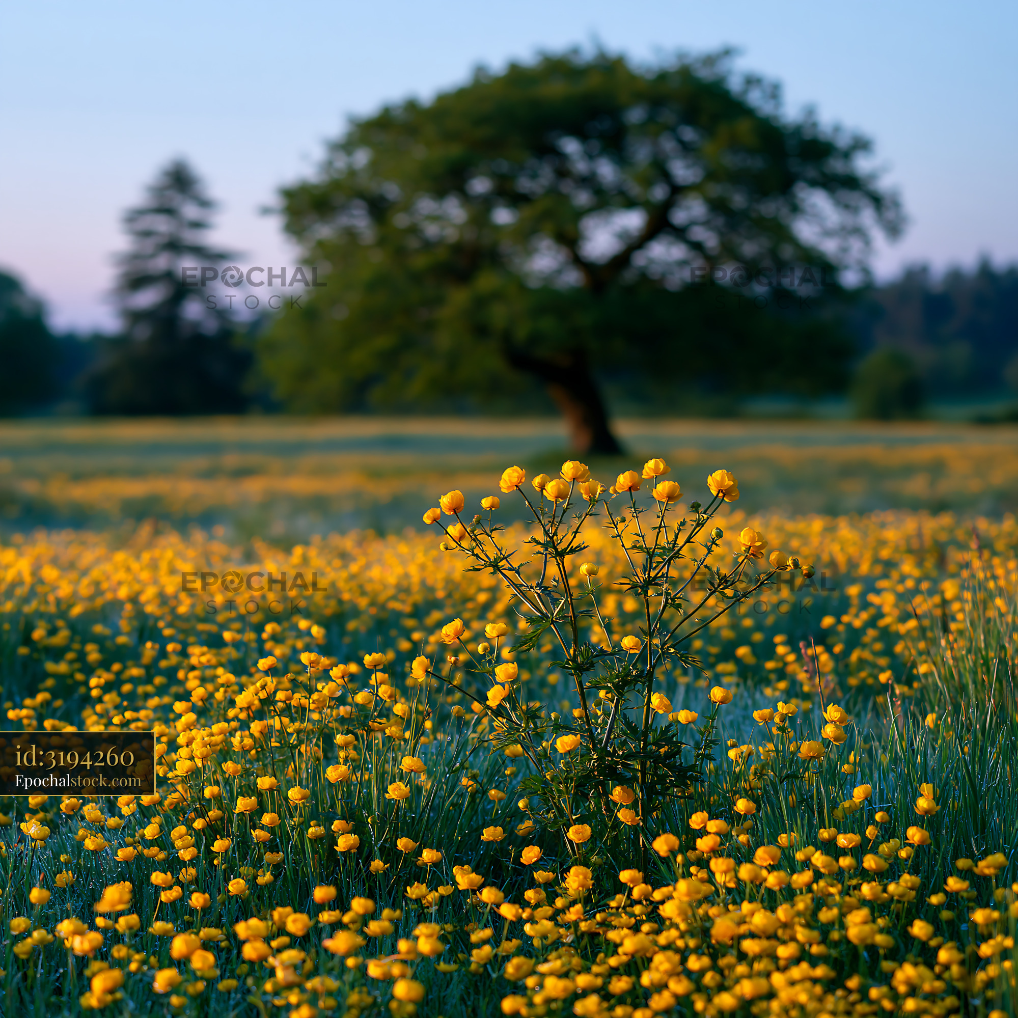 Watermarked full-resolution preview of Yellow flowers bloom in a field with a tree in the background
