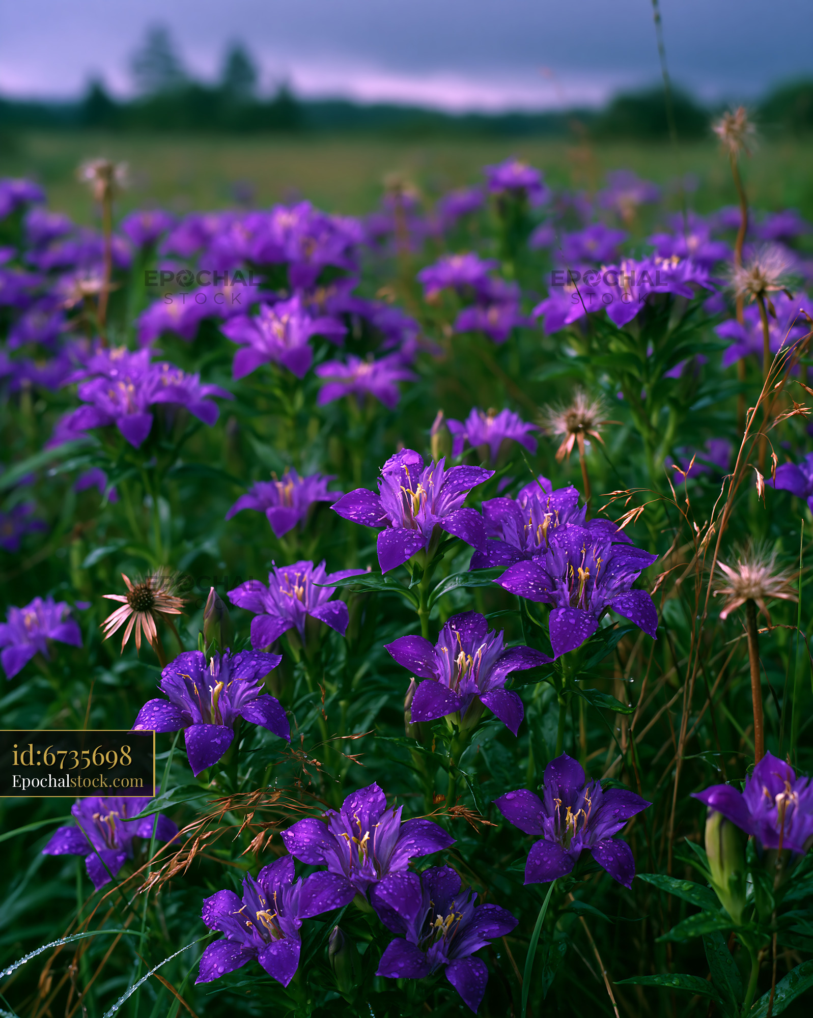 Watermarked full-resolution preview of Violet flowers bloom in a field during overcast weather