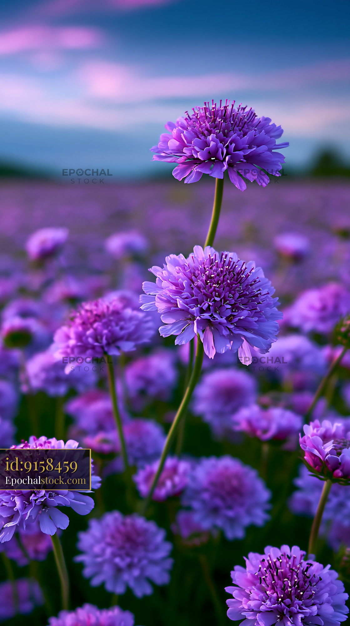 Purple Flowers Bloom in a Field Under Evening Sky - stock photo