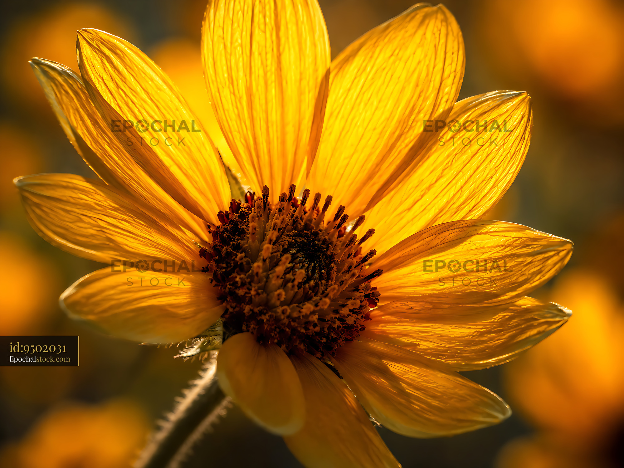 Watermarked full-resolution preview of Sunflower close-up in golden sunlight