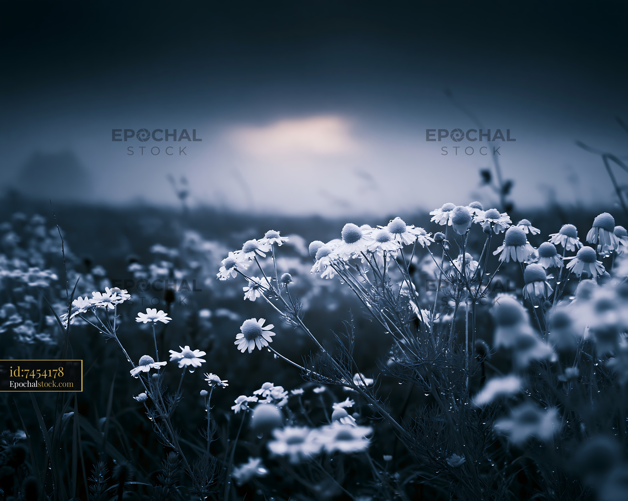 Watermarked full-resolution preview of Flowers in a foggy field at dawn