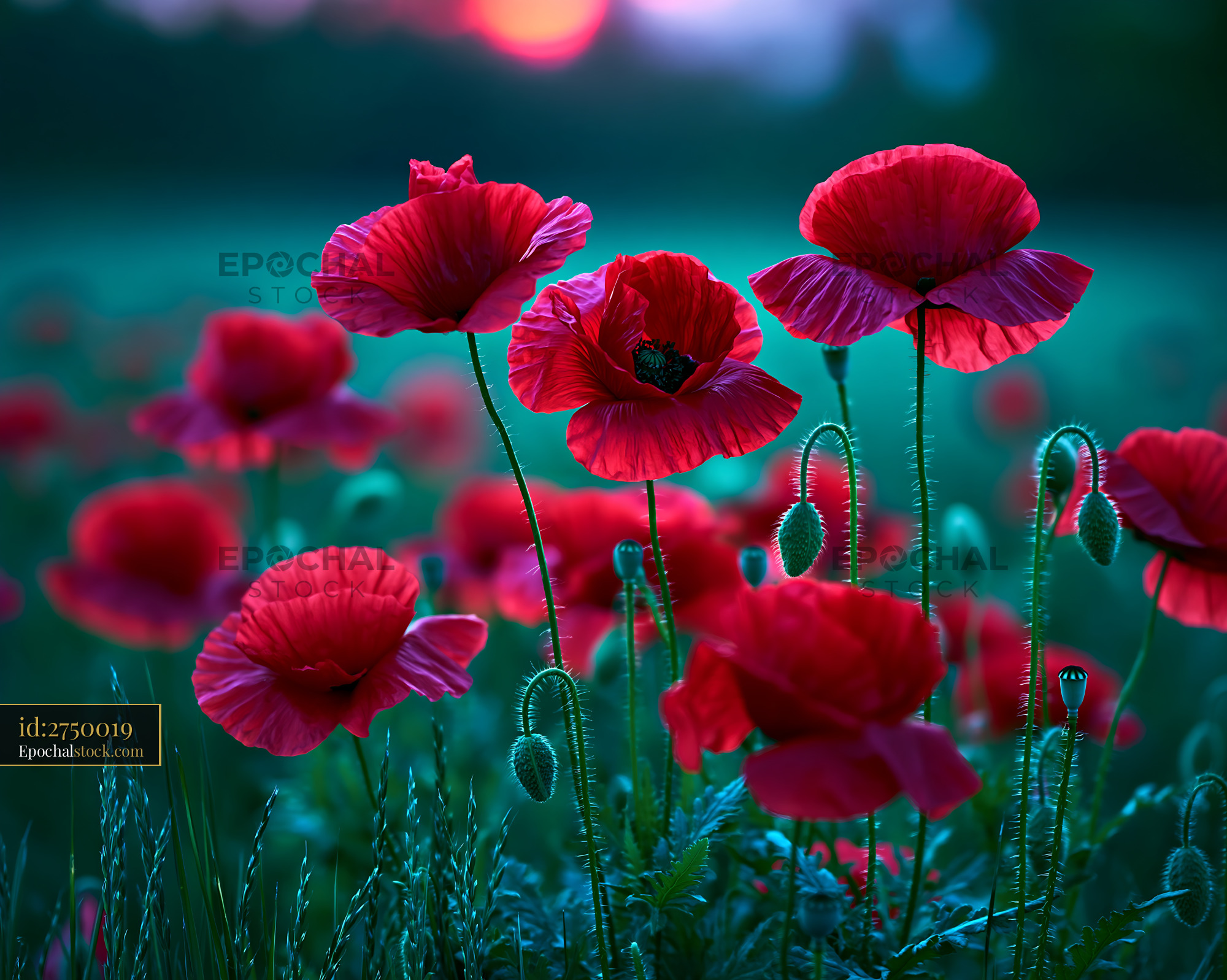 Poppies Bloom in a Field During Sunset Light - stock photo