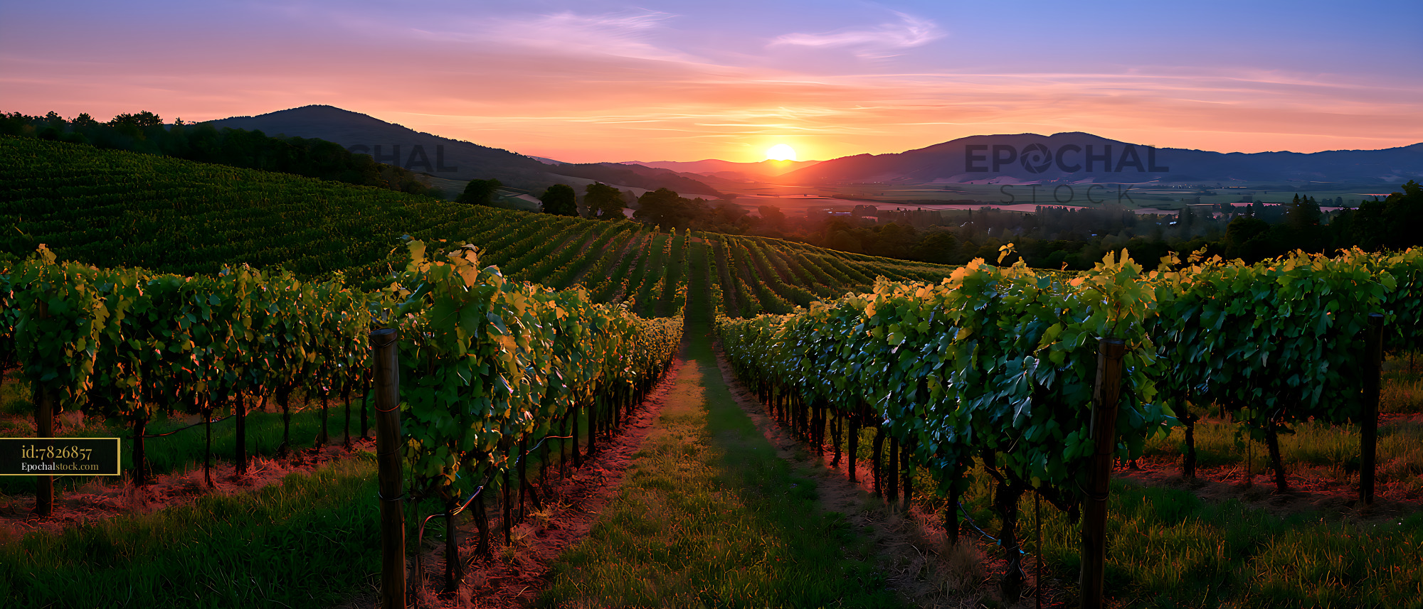 Watermarked full-resolution preview of Sunset over vineyard rows and distant mountains