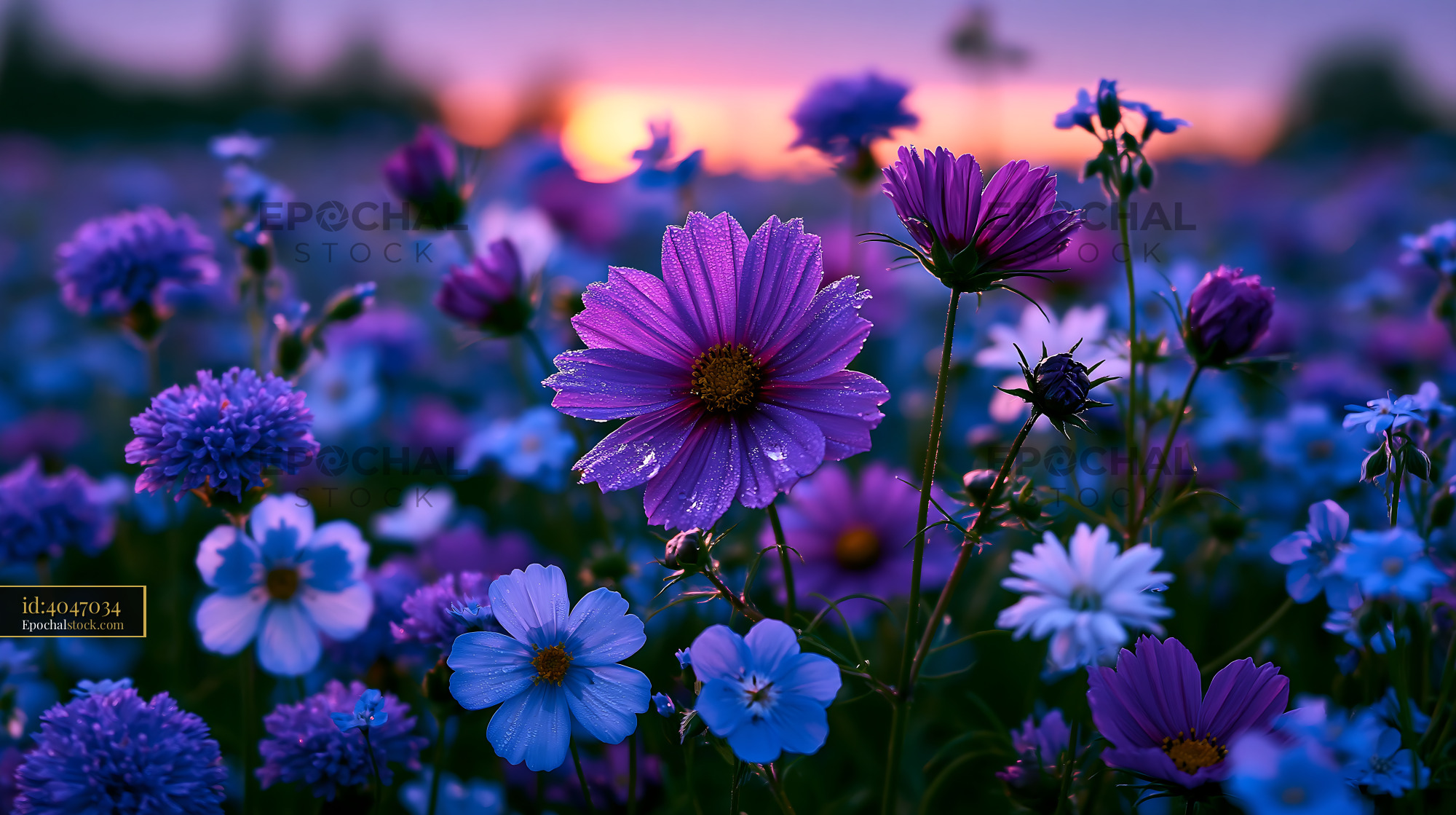 Watermarked full-resolution preview of Colorful flowers bloom in a field at sunset