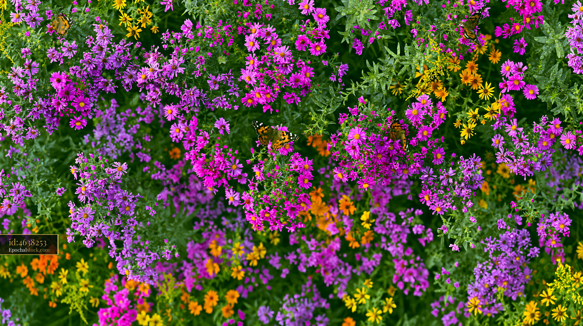 Watermarked full-resolution preview of Colorful wildflowers in bloom during sunny daytime