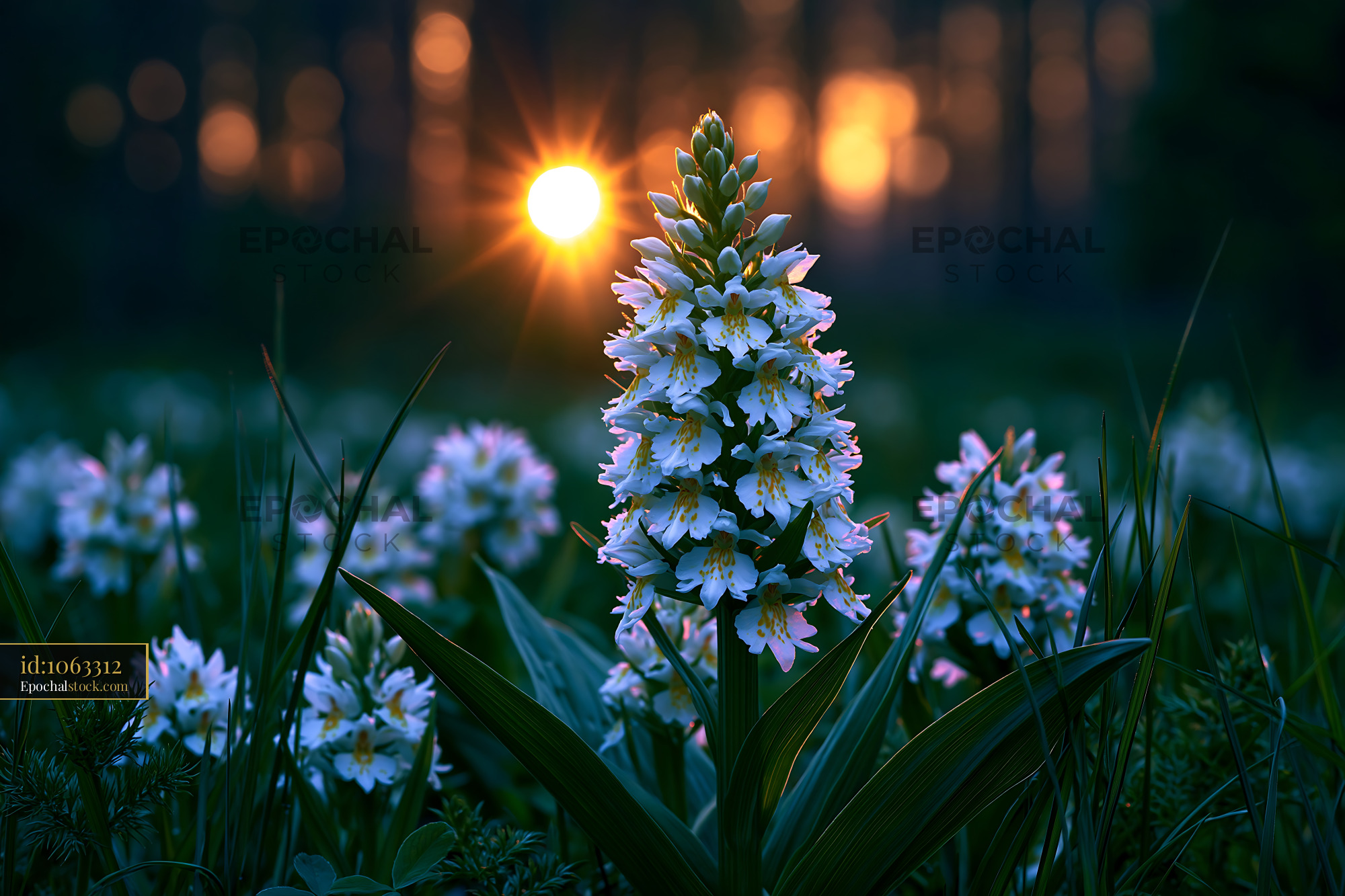 Watermarked full-resolution preview of Sunset over white flowers in a field with trees in background