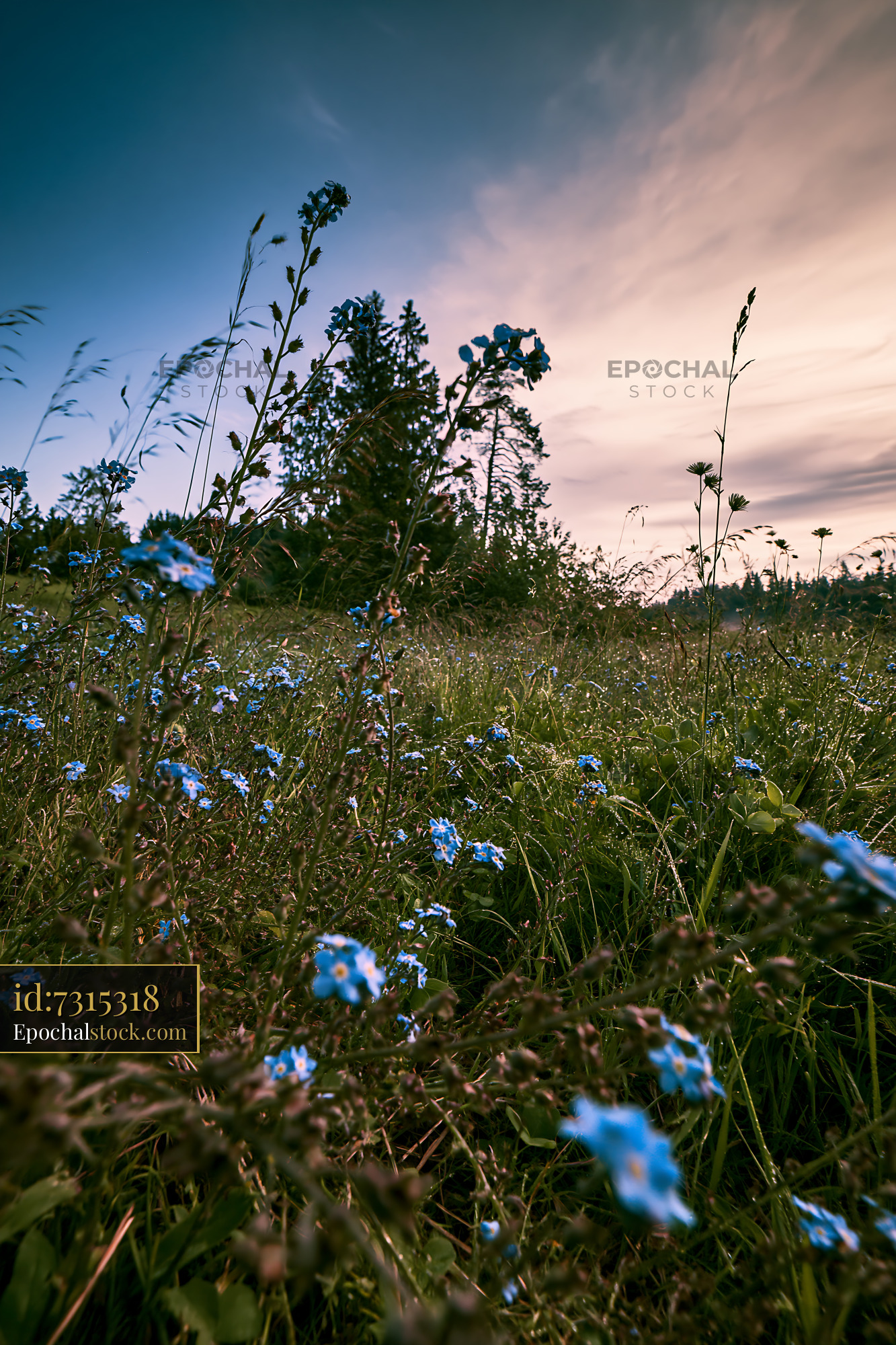Harebell Wildflowers Blooming in Meadow at Sunset - stock photo