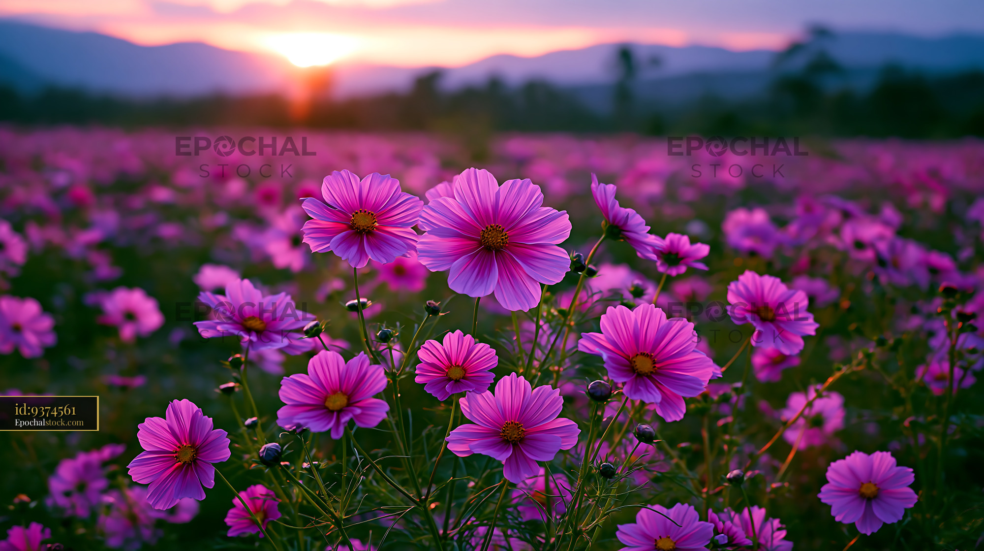 Pink Flowers Bloom in Field During Sunset Near Mountains - stock photo