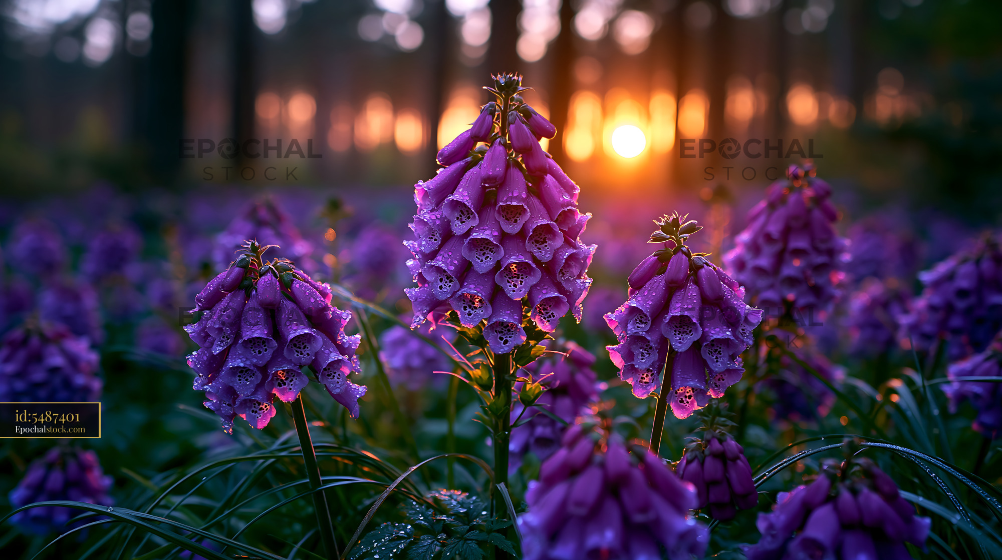 Flowers Bloom at Sunset in a Forest Filled With Mist and Dew - stock photo