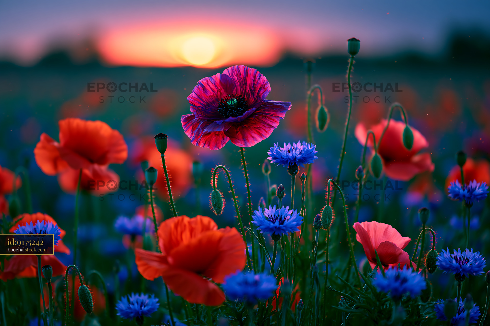 Watermarked full-resolution preview of Colorful poppy and cornflower field at sunset