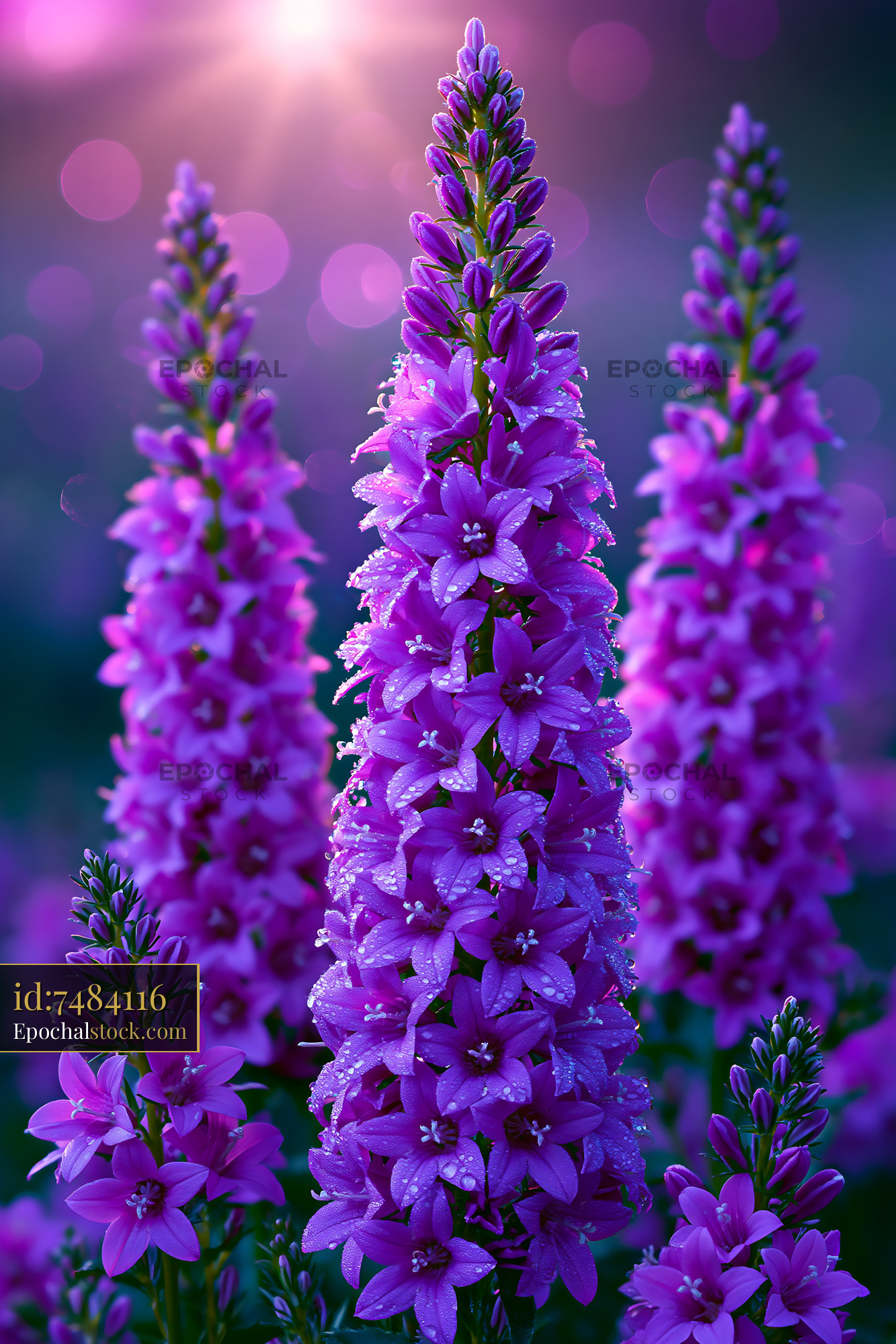 Watermarked full-resolution preview of Purple flowers shining in sunlight