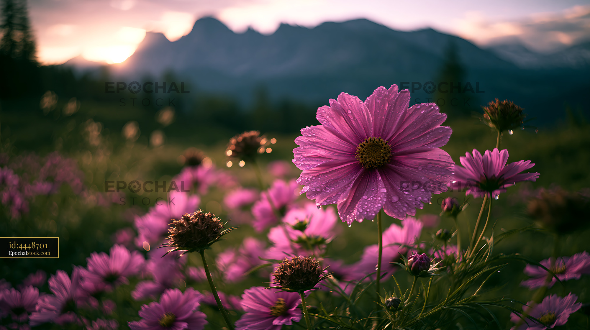 Cosmos Flower in Alpine Meadow at Golden Hour - stock photo