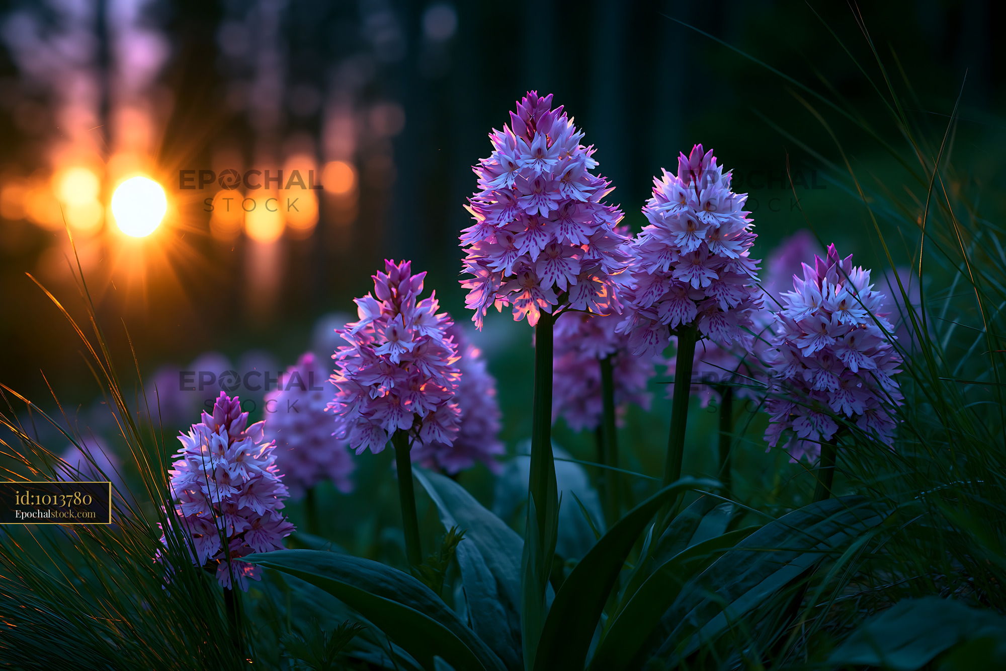 Watermarked full-resolution preview of Purple flowers in warm sunset light