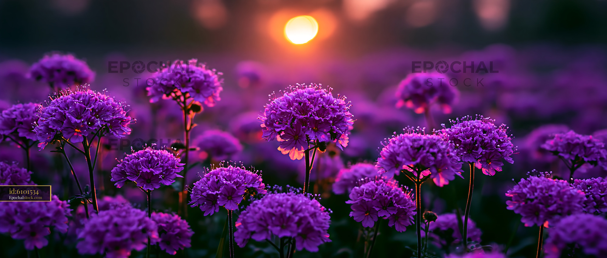 Watermarked full-resolution preview of Purple flowers bloom at sunset in a field