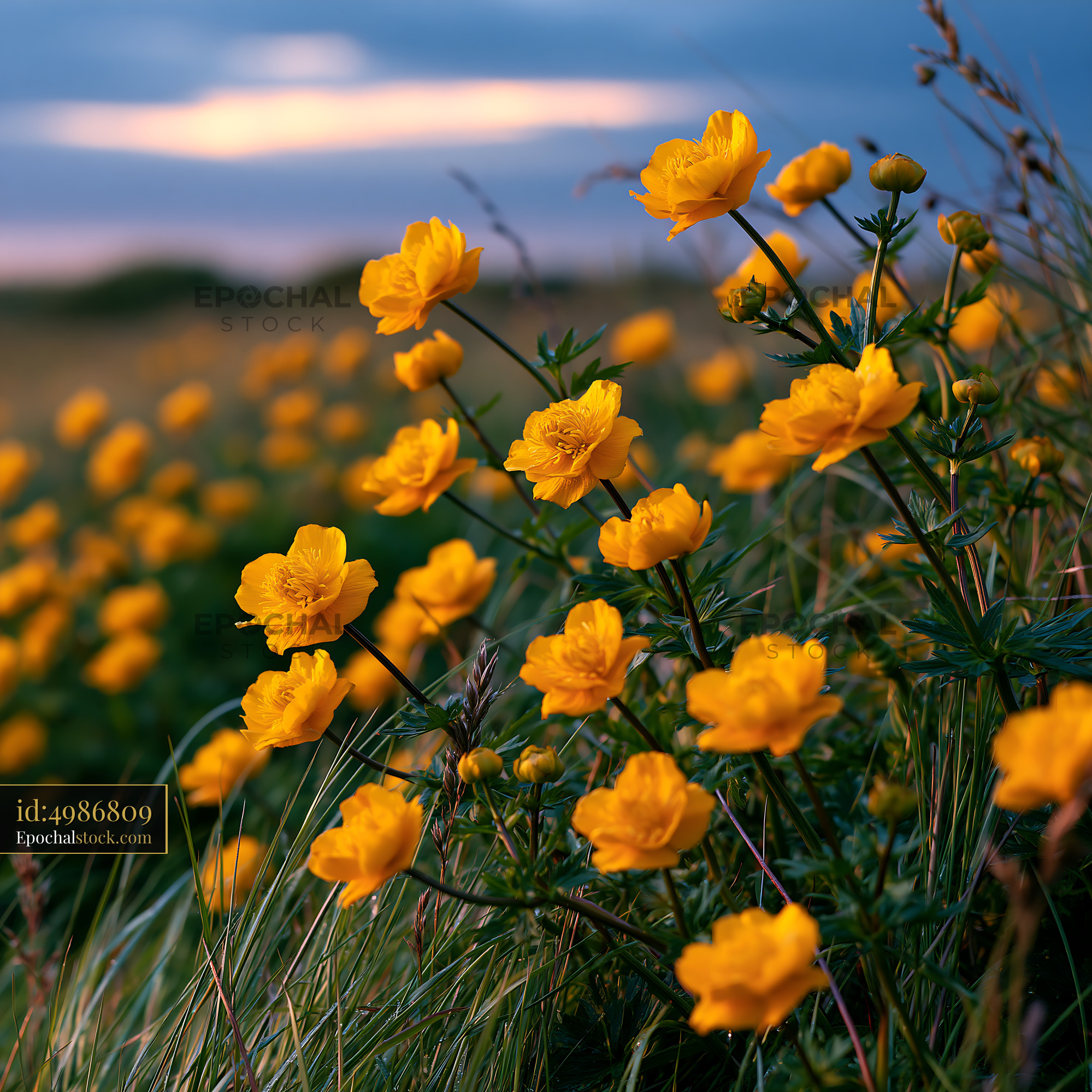 Watermarked full-resolution preview of Flowers bloom in a field during sunset