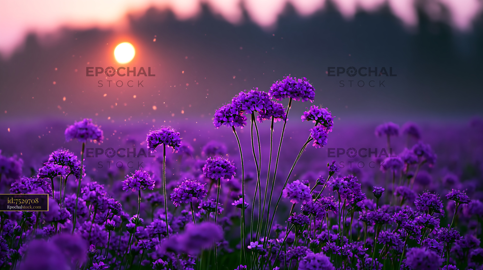 Watermarked full-resolution preview of Purple flowers in a field during sunset
