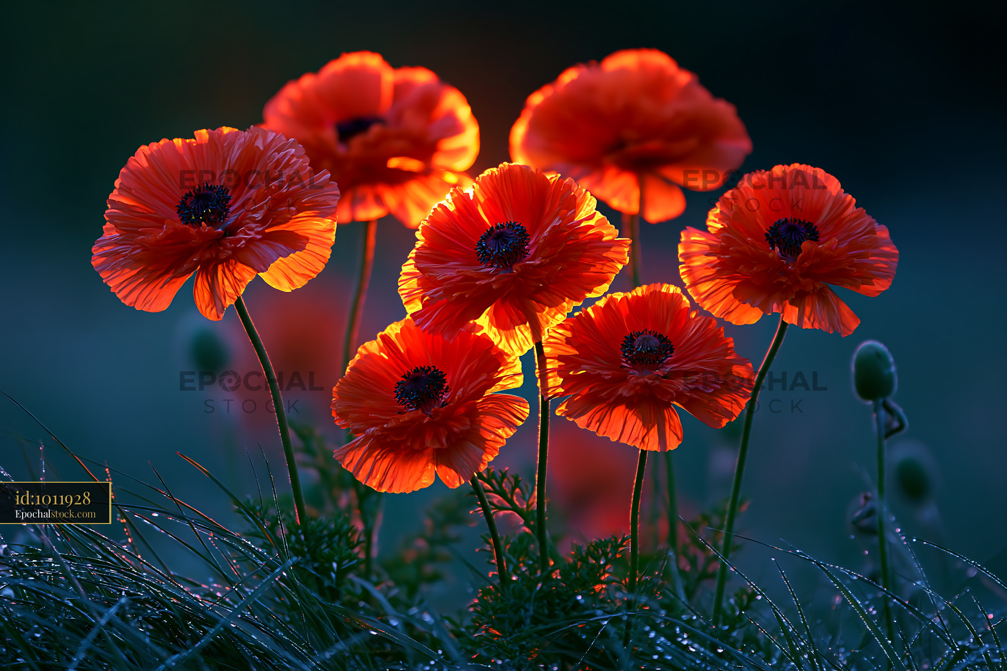 Red Poppies Glow in Sunlight Against a Dark Background - stock photo