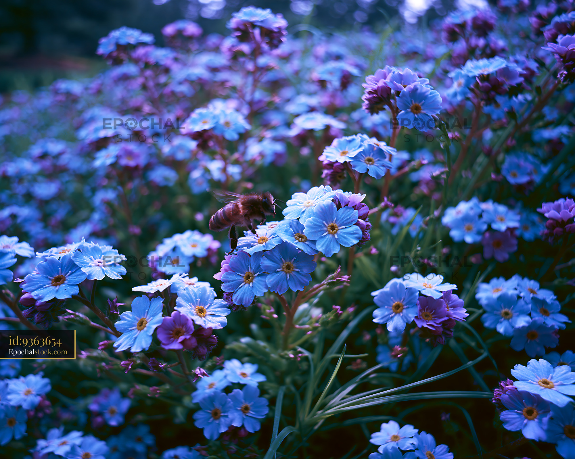 Watermarked full-resolution preview of Bee collecting nectar from blue flowers in a garden