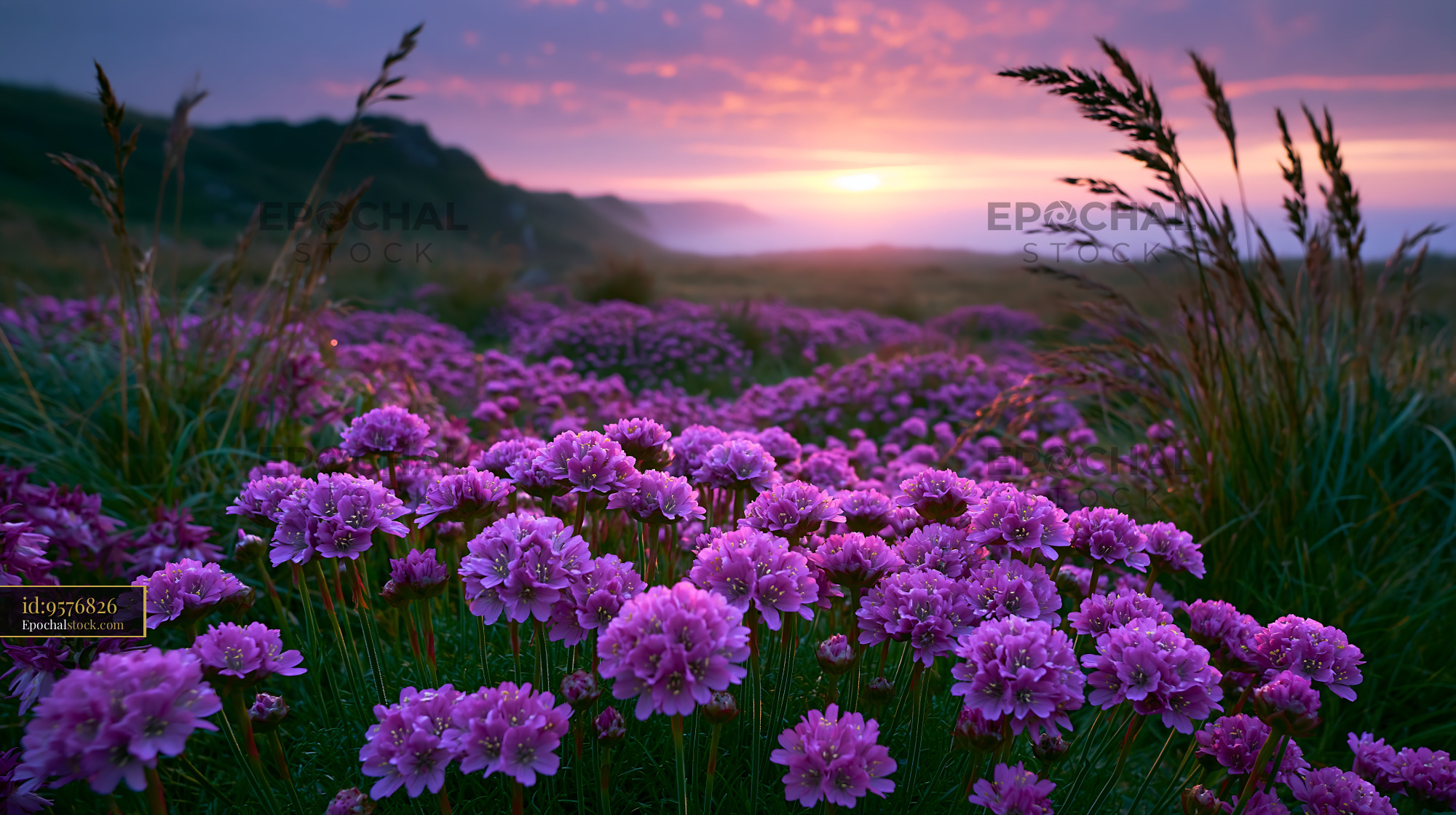 Watermarked full-resolution preview of Purple wildflowers and grasses beneath a colorful sunset