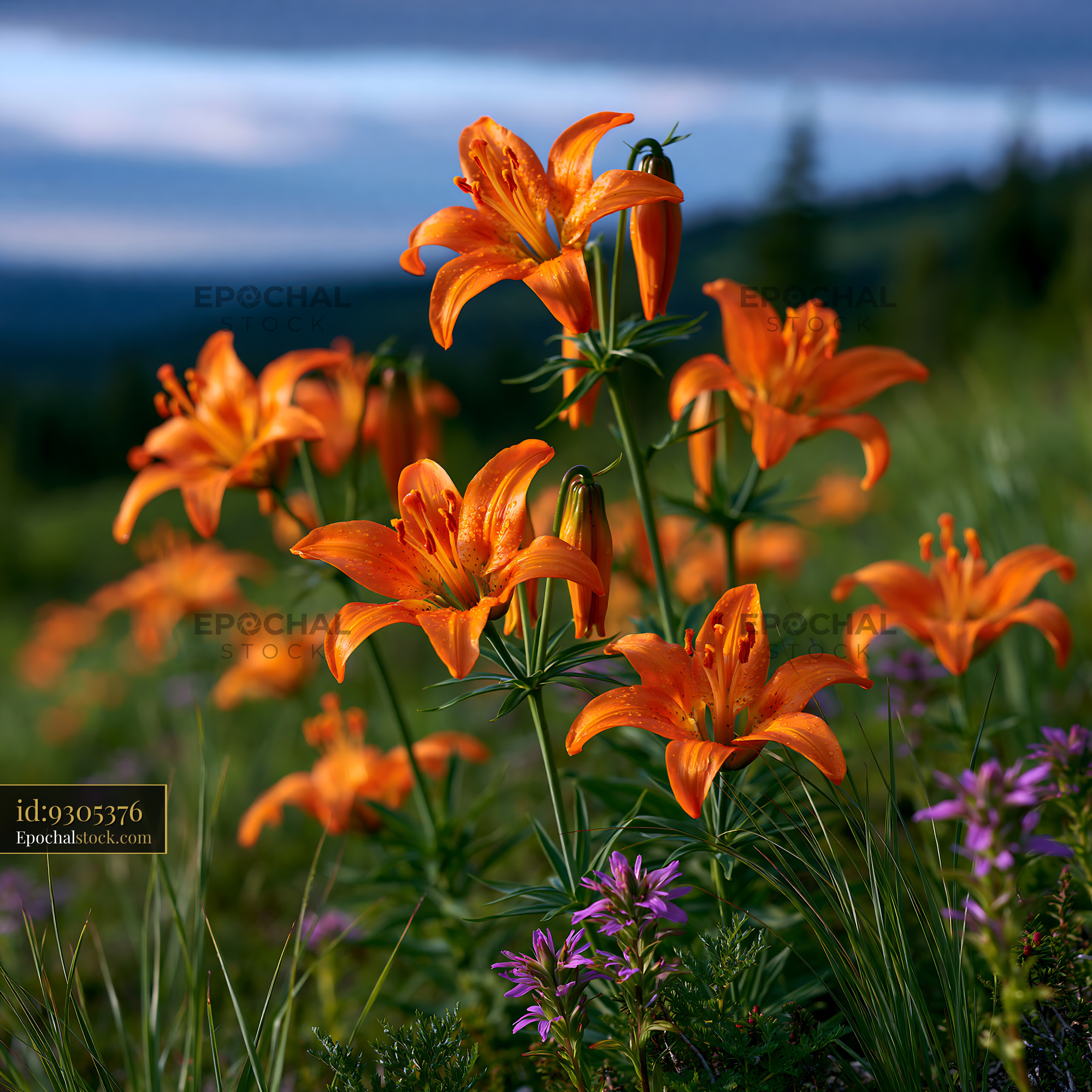 Watermarked full-resolution preview of Orange lilies bloom in a green field during the day