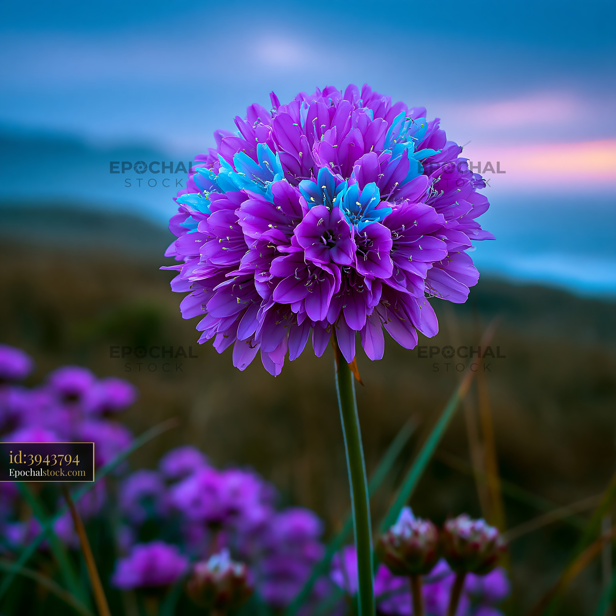 Watermarked full-resolution preview of Purple flower against a blurred landscape at sunset