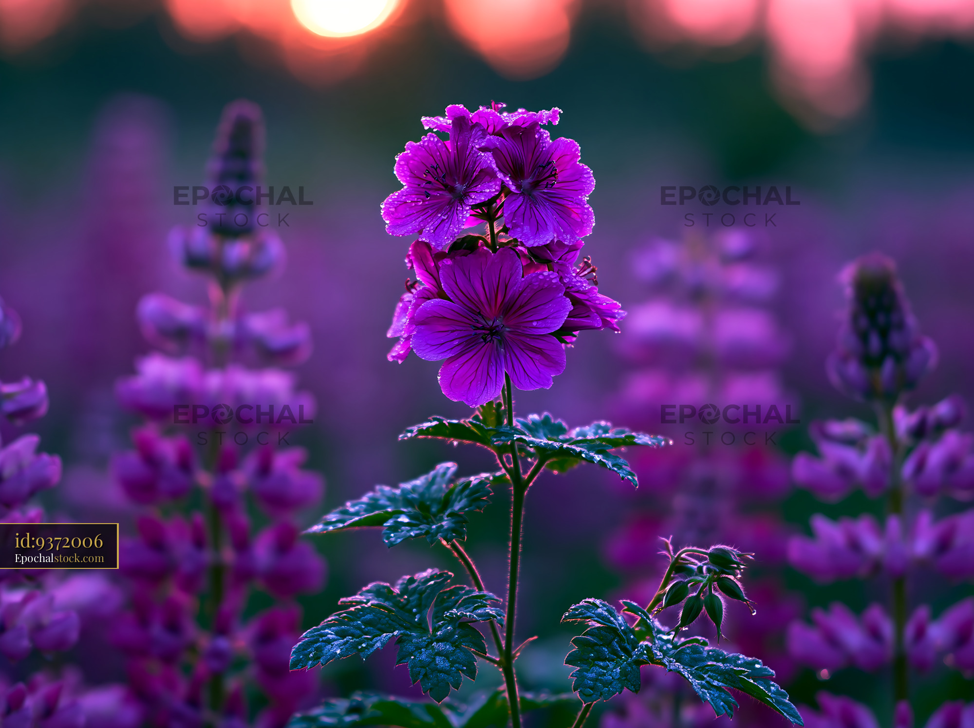 Watermarked full-resolution preview of Purple flowers blooming in a meadow at sunset
