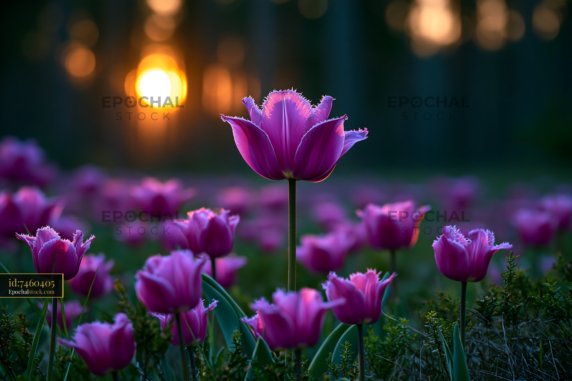 Watermarked full-resolution preview of Purple tulip among garden flowers in warm sunlight