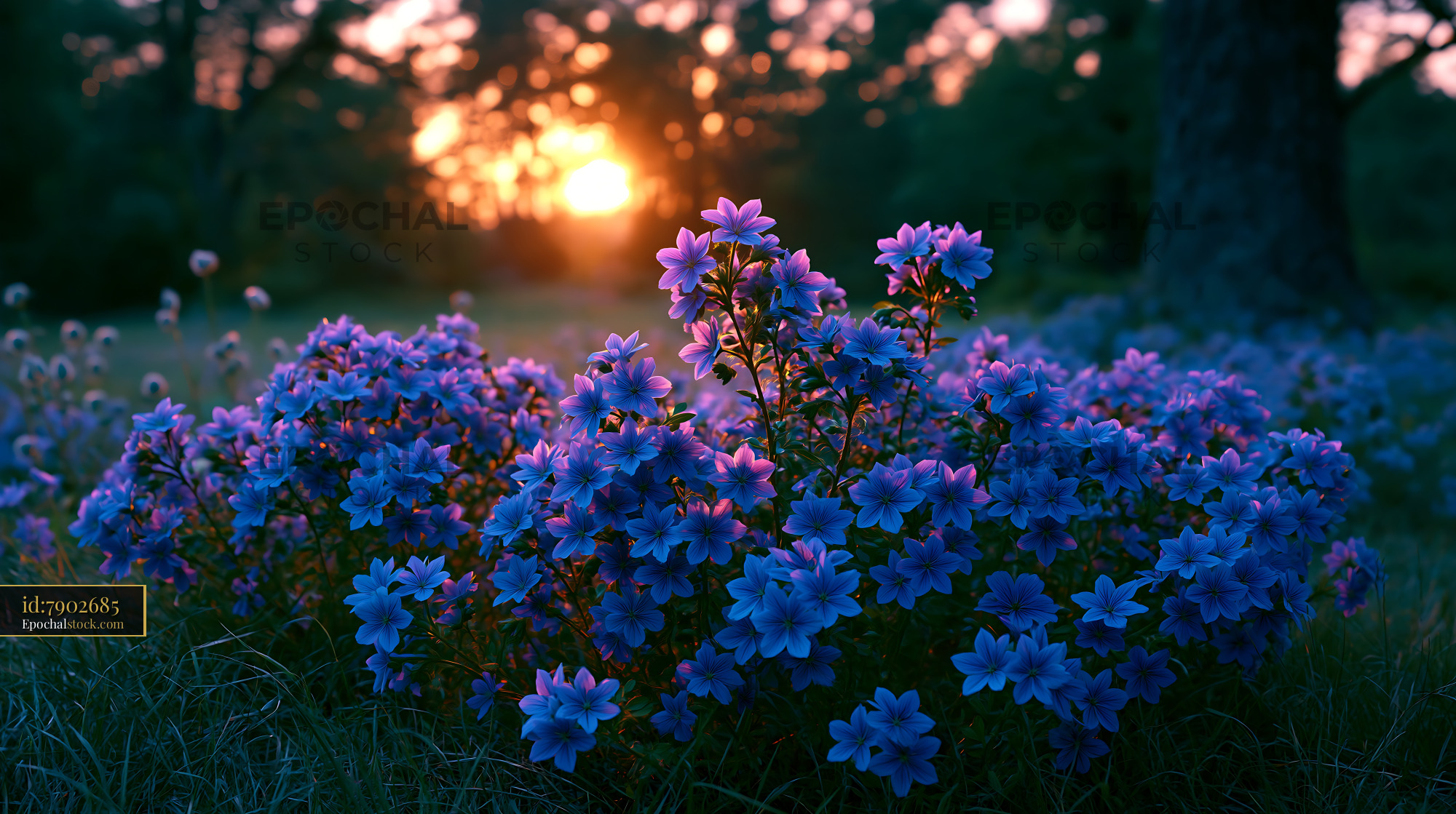 Watermarked full-resolution preview of Sunset over blooming purple flowers in a natural setting