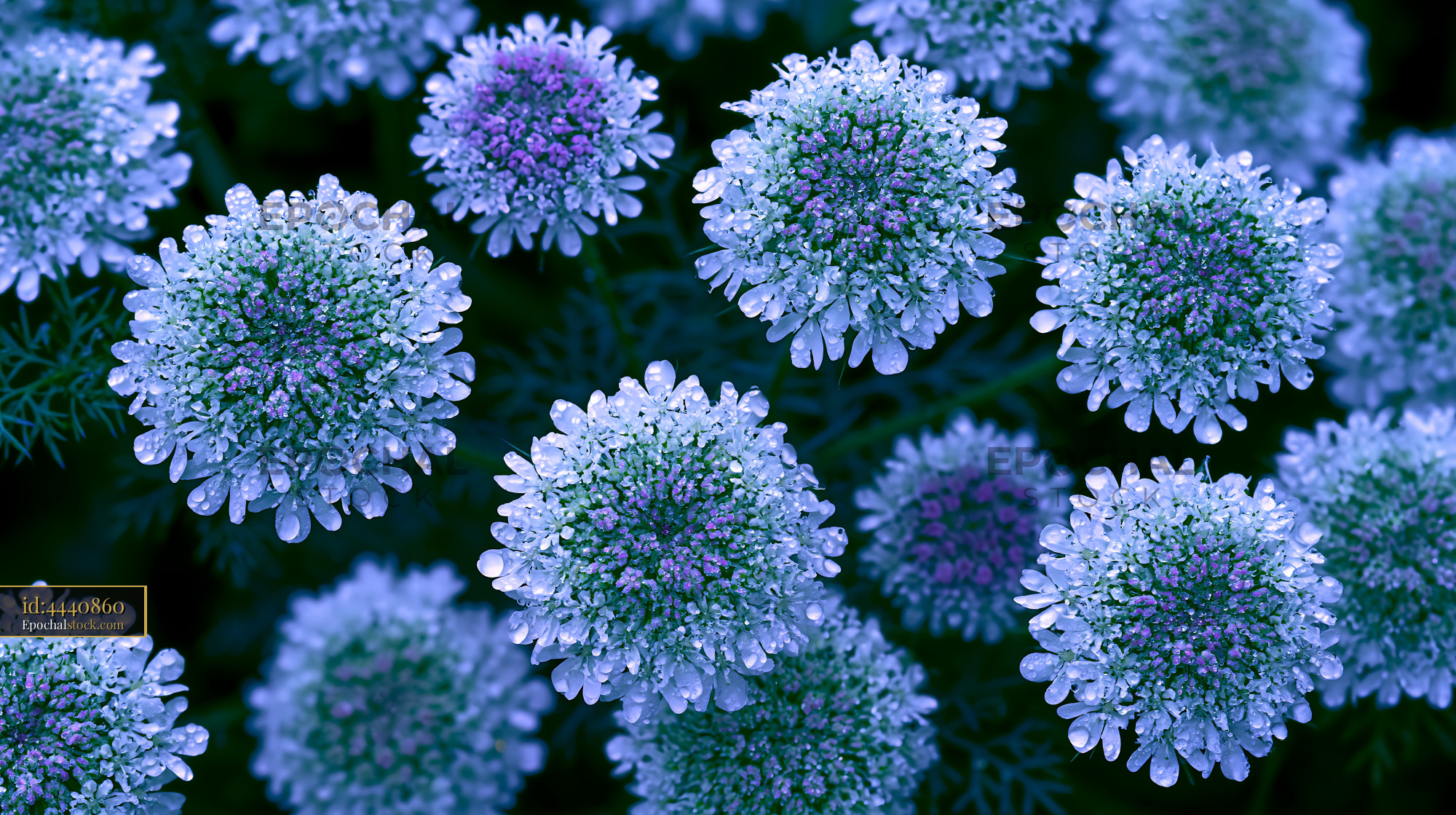 Watermarked full-resolution preview of Blue flowers with dew drops in a garden setting