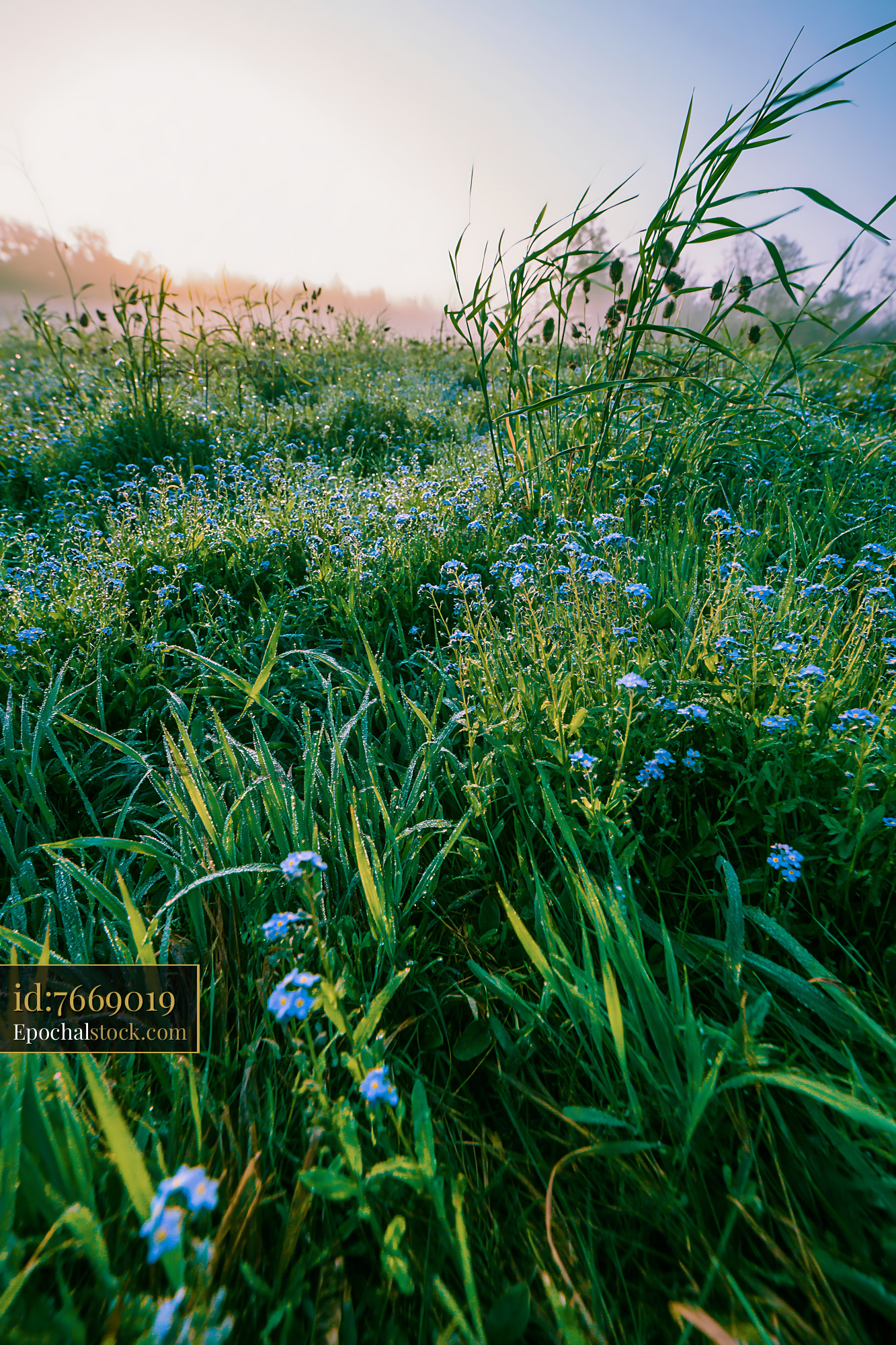 Watermarked full-resolution preview of Morning dew on wildflowers in a grassy field