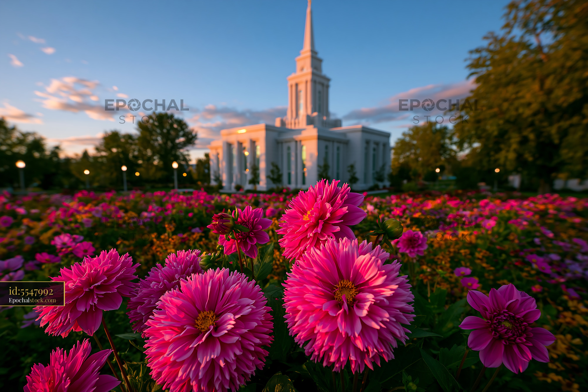 Watermarked full-resolution preview of Colorful dahlia garden with a steepled building at sunset