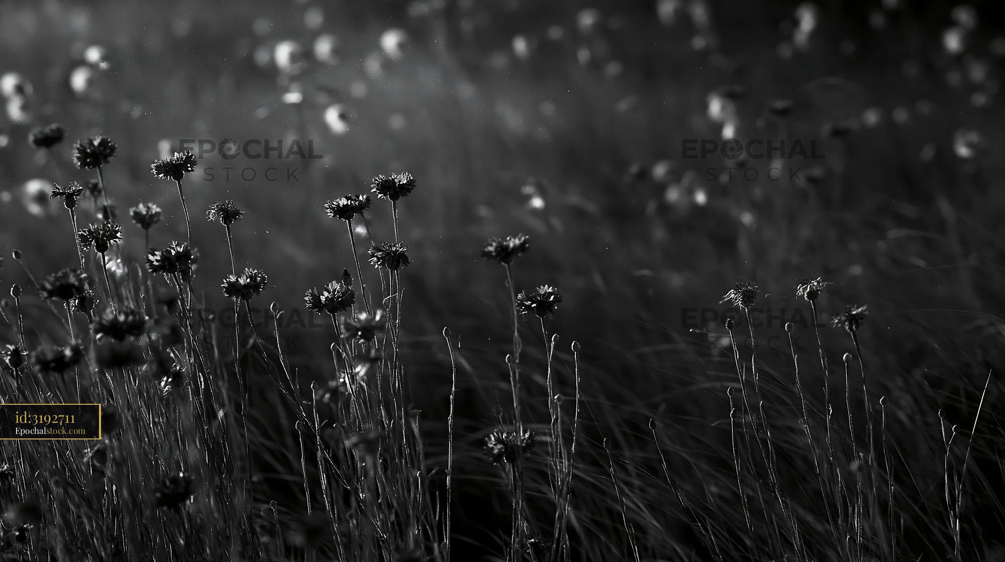 Cornflower Blooming in a Meadow During the Golden Hour - stock photo