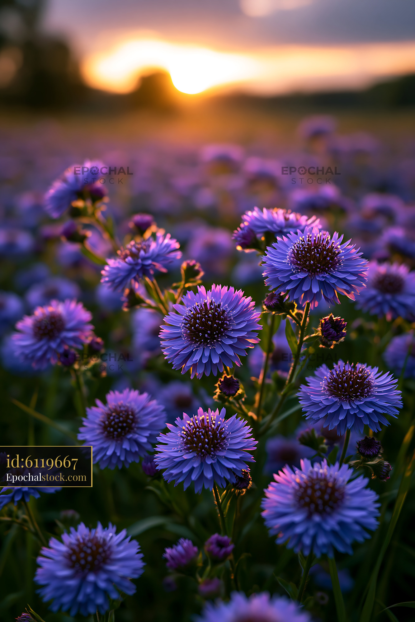 Watermarked full-resolution preview of Purple flowers bloom at sunset in a field