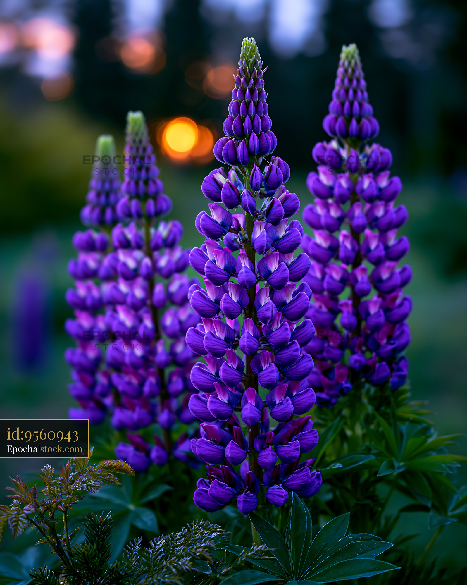 Watermarked full-resolution preview of Purple flowers in bloom with a sunset background