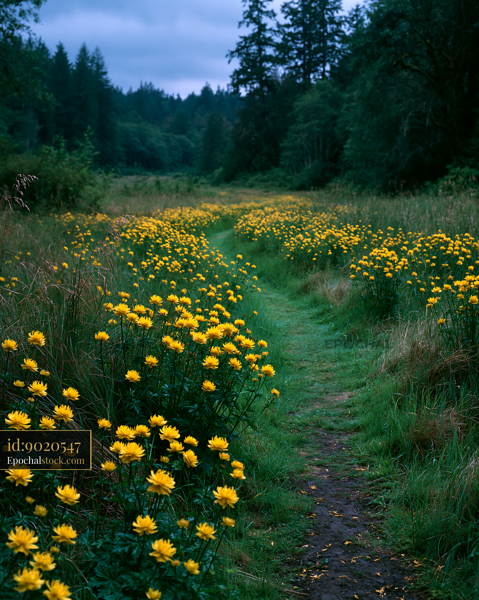 Watermarked full-resolution preview of Pathway lined with yellow flowers in a green field