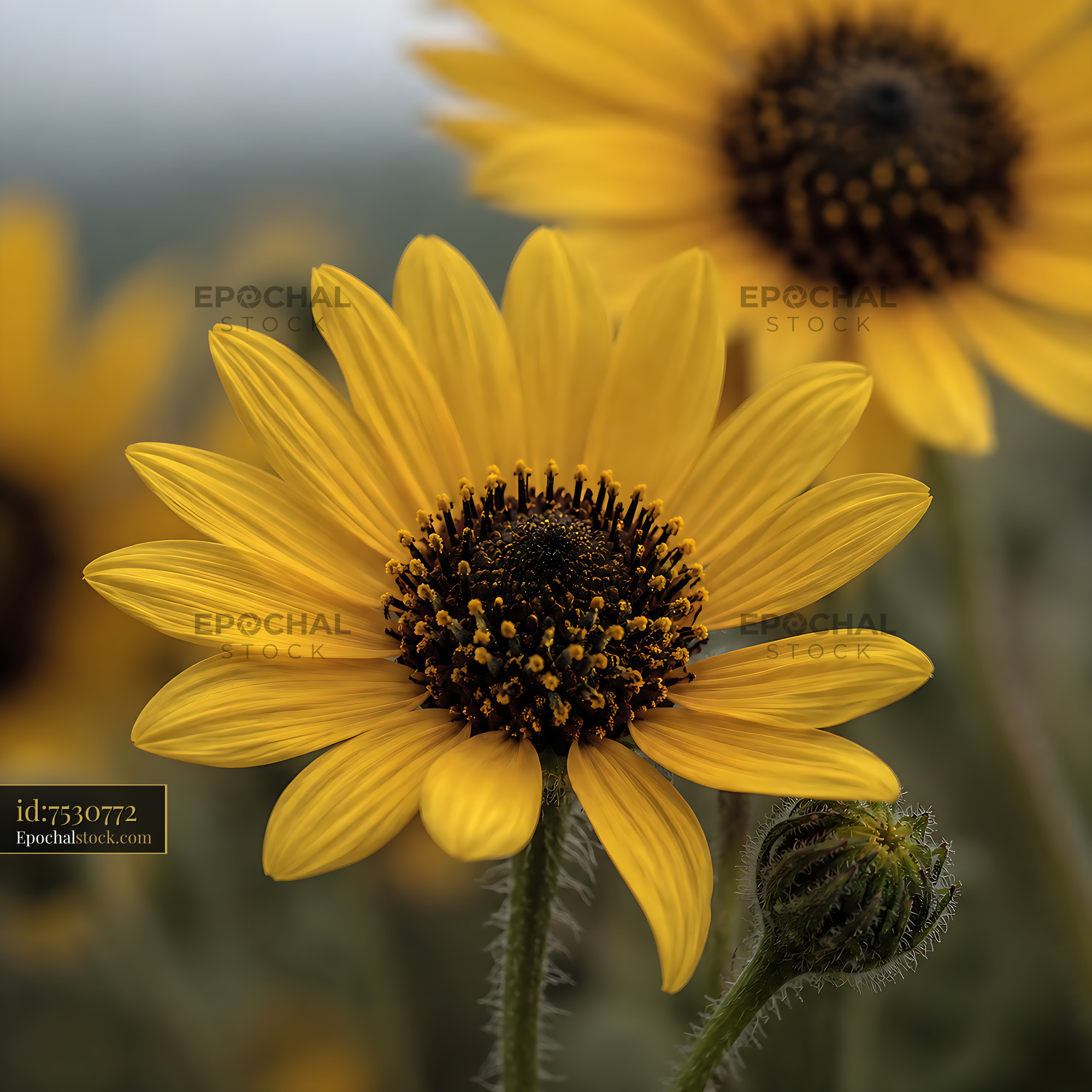 Watermarked full-resolution preview of Sunflower in a field on a cloudy day
