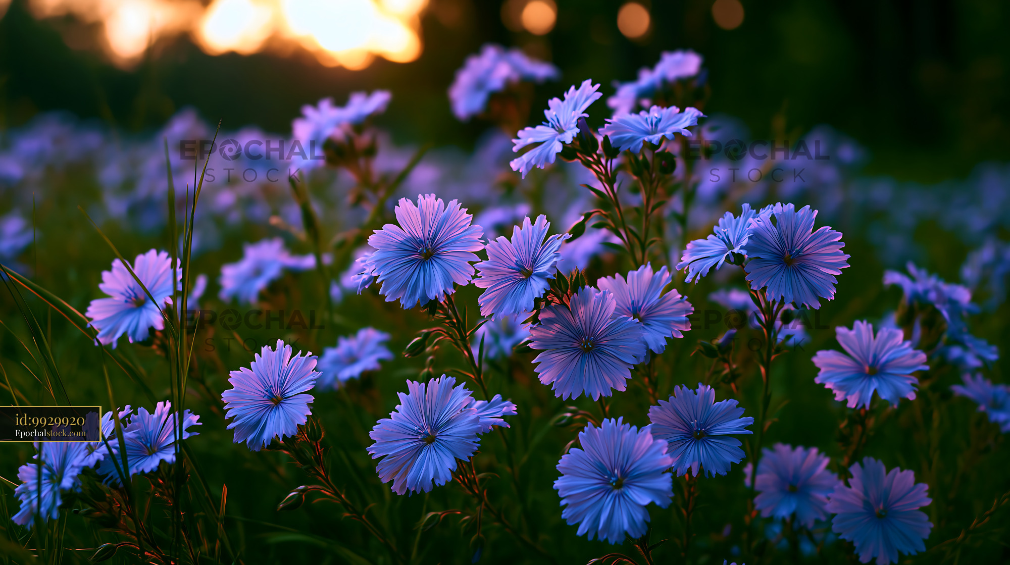 Watermarked full-resolution preview of Flowers bloom in a field during sunset